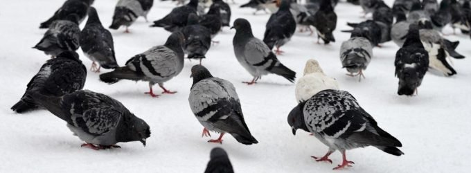 pigeonnets pigeonnets