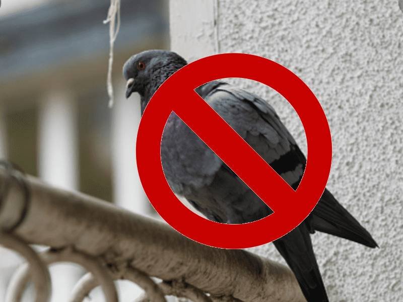 Bird Net Near Me Service - Pigeon Net Cost - Safety Nets Balcony  Installation Bangalore